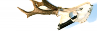 Killing Reindeer 2