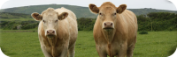 Bankers and Bullocks