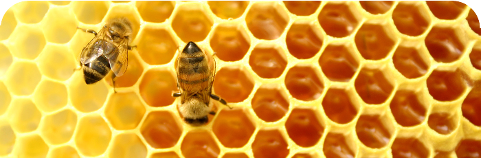 Honey Makes The World Go Around