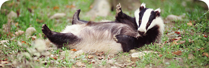 Show Notes – Gamer 014 – 2nd Dec 2012 – What was the badger even doing there?