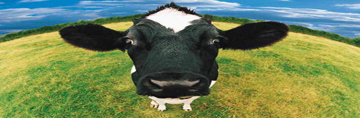 We’ve Got Depressed Cows