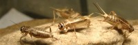 Chirping Crickets