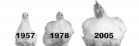 The Chicken Evolution