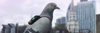 Pigeons And Backpacks