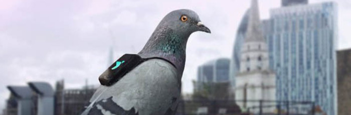 Pigeons And Backpacks