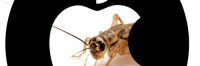 Crickets In Cupertino