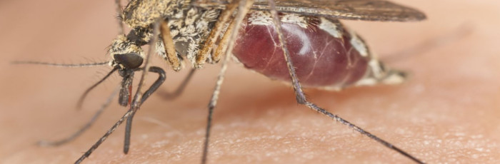 Mosquitoes Suck!