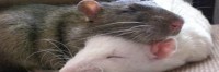 Rat Buddies
