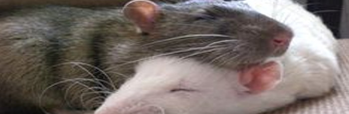 Rat Buddies