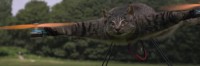 Dead Cat Drones
