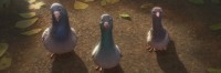Pigeon Harry, Pigeon Billy, Pigeon Larry