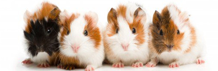 Waiting For The Guinea Pigs