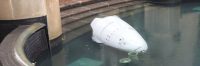 Suicidal Robots