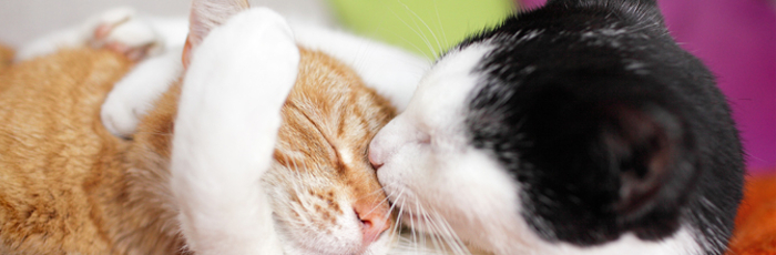 Love Snuggling