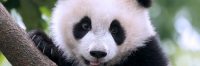 Panda Pee