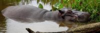 Hippo Poop