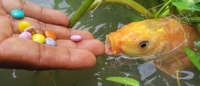As Useful As Chocolate To A Goldfish
