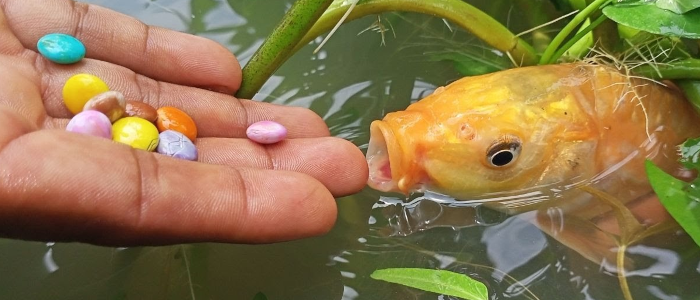 As Useful As Chocolate To A Goldfish