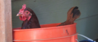 Ordering Chickens and Open Containers