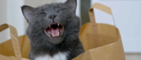 The Cat Is Out Of The Bag