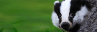The Jurys Out on Badger Sp…