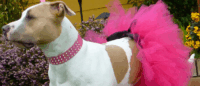 Apple Keynote: Dancing Dog…Hidden Features Part 2