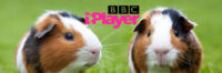 The iPlayer Guinea Pig