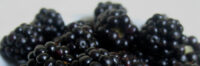 No Blackberry’s At Sainsburys