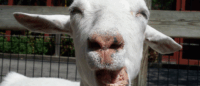 Get Your Goat You’ve Pulled