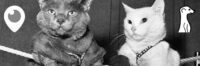 Let The Cat Fight Begin
